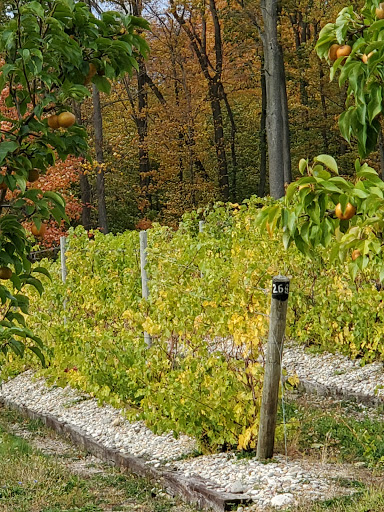 Winery «Dablon Vineyards & Winery», reviews and photos, 111 W Shawnee Rd, Baroda, MI 49101, USA