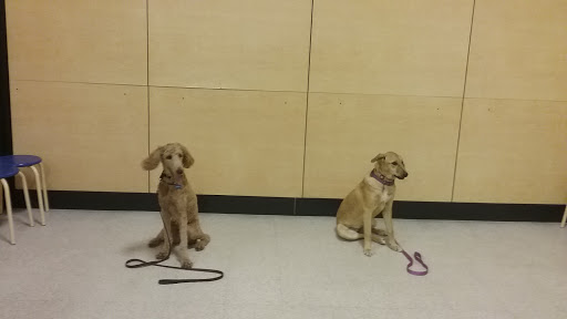 Pet Supply Store «PetSmart», reviews and photos, 23470 Allen Rd, Woodhaven, MI 48183, USA