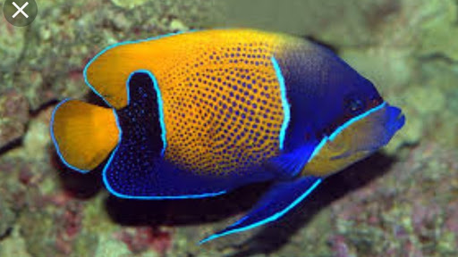 Tropical Fish Store «OCD Reefs», reviews and photos, 4220 2100 S, Salt Lake City, UT 84120, USA