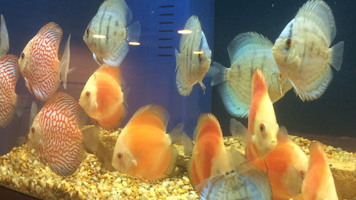 Pet Store «Miles of Exotics», reviews and photos, 8350 N Broadway, Kansas City, MO 64118, USA