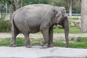 Elefantenhaus image
