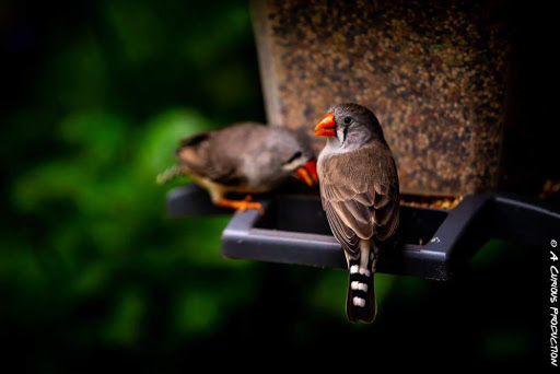 Garden «The Butterfly Place», reviews and photos, 120 Tyngsboro Rd, Westford, MA 01886, USA