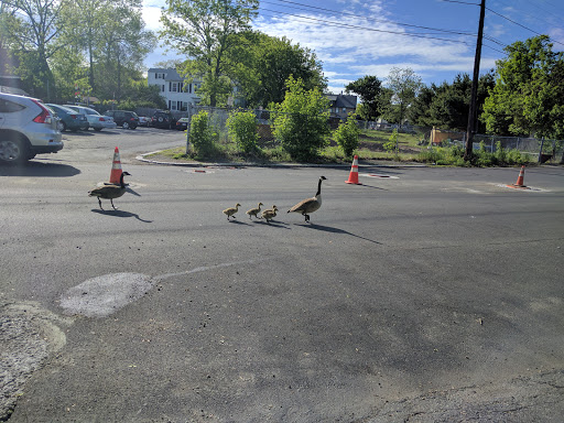Park «Furlong Park», reviews and photos, Franklin St, Salem, MA 01970, USA