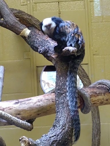 Zoo «Trevor Zoo at Millbrook School», reviews and photos, 282 Millbrook School Rd, Millbrook, NY 12545, USA