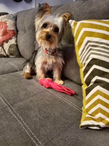 Pet Supply Store «PetSmart», reviews and photos, 10600 Melody Dr, Northglenn, CO 80234, USA