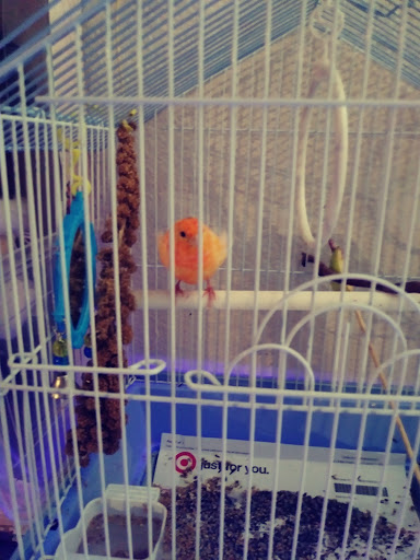 Pet Supply Store «The Animal Connection», reviews and photos, 2550 2550 Judah St & 31st Ave, San Francisco, CA 94122, USA