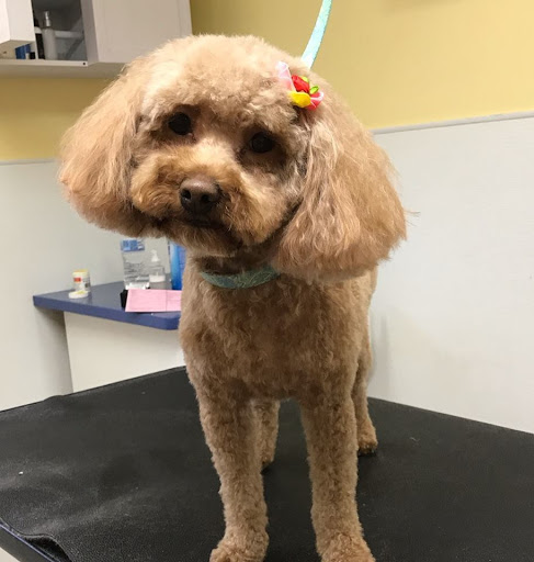 Pet Supply Store «Animal House Grooming & Quality», reviews and photos, 229 W Absecon Blvd, Absecon, NJ 08201, USA