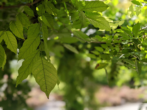 Amusement Center «Lucky Land», reviews and photos, 8625 Airline Dr, Houston, TX 77037, USA