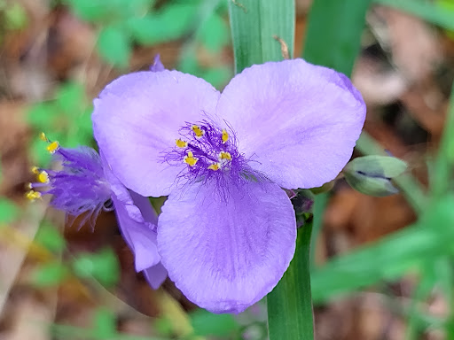 Nature Preserve «Tree Hill Nature Center», reviews and photos, 7152 Lone Star Rd, Jacksonville, FL 32211, USA