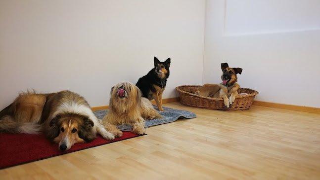 Rezensionen über Hundetrainerausbildung - MasterClass Hundetraining in St. Gallen - Hundeschule