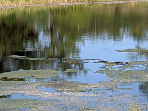 Golf Course «Harmony Golf Preserve», reviews and photos, 7252 5 Oaks Dr, St Cloud, FL 34773, USA