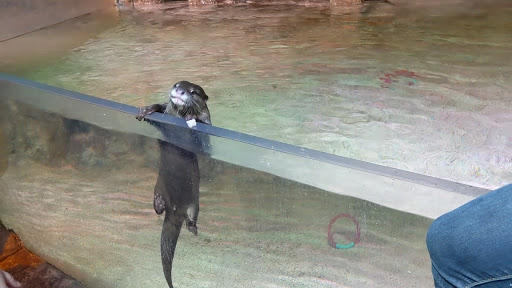 Aquarium «SeaQuest Interactive Aquarium Las Vegas», reviews and photos, 3528 S Maryland Pkwy #340, Las Vegas, NV 89169, USA