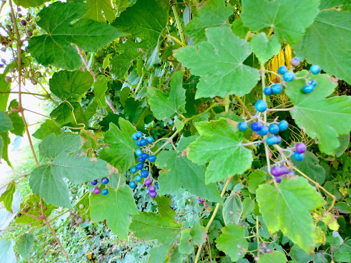Park «Henry Hudson Trail / Popamora Point», reviews and photos, Shore Dr, Atlantic Highlands, NJ 07716, USA