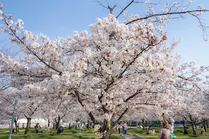 Sakura Field image