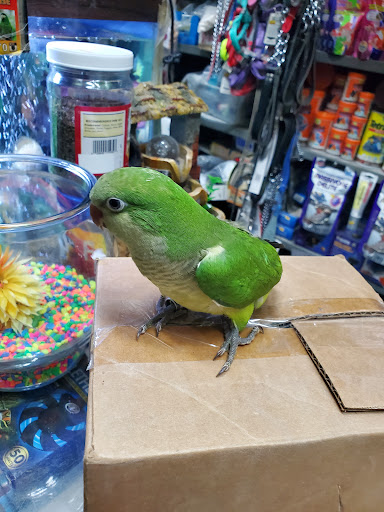 Pet Supply Store «E & N Pet Paradise Shop», reviews and photos, 289 E Gun Hill Rd, Bronx, NY 10467, USA