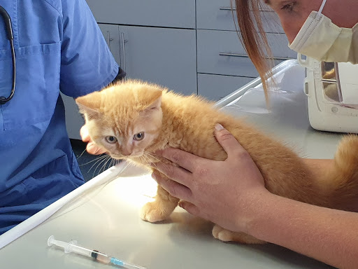Thorsten Schröder, veterinarian unter Frechen, Nordrhein-Westfalen