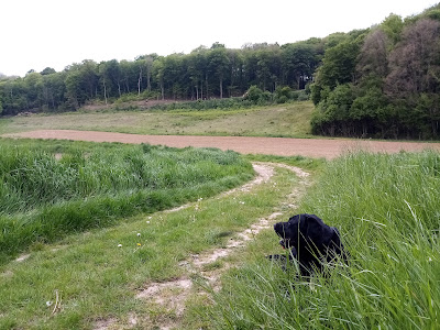 Forêt de Lucheux à Lucheux