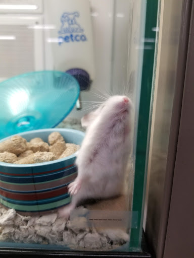 Pet Supply Store «Petco Animal Supplies», reviews and photos, 157-20 Cross Bay Blvd, Howard Beach, NY 11414, USA