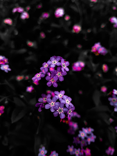 Tourist Attraction «NatureScaping Wildlife Botanical Gardens», reviews and photos, 11000 NE 149th St, Brush Prairie, WA 98606, USA