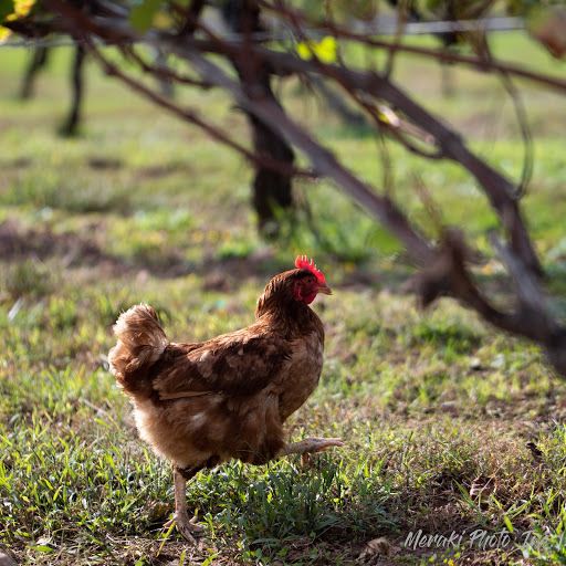 Winery «Paradise Hills Vineyard & Winery», reviews and photos, 15 Windswept Hill Rd, Wallingford, CT 06492, USA