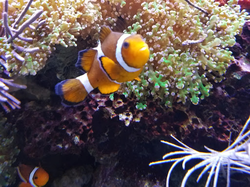 Pet Supply Store «Pet Station Jackson», reviews and photos, 1617 E Michigan Ave, Jackson, MI 49202, USA