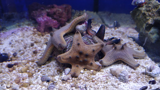 Tropical Fish Store «Elegant Reef - Tropical Fish Studio», reviews and photos, 301 W Nakoma Dr, San Antonio, TX 78216, USA