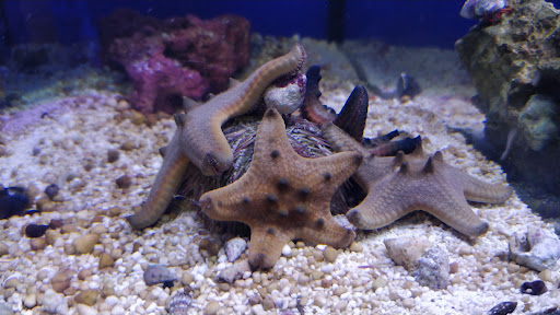 Tropical Fish Store «Elegant Reef - Tropical Fish Studio», reviews and photos, 301 W Nakoma Dr, San Antonio, TX 78216, USA