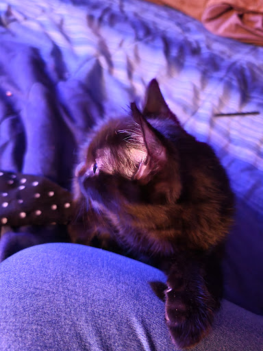 Pet Supply Store «PetSmart», reviews and photos, 6046 Marsha Sharp Fwy, Lubbock, TX 79407, USA