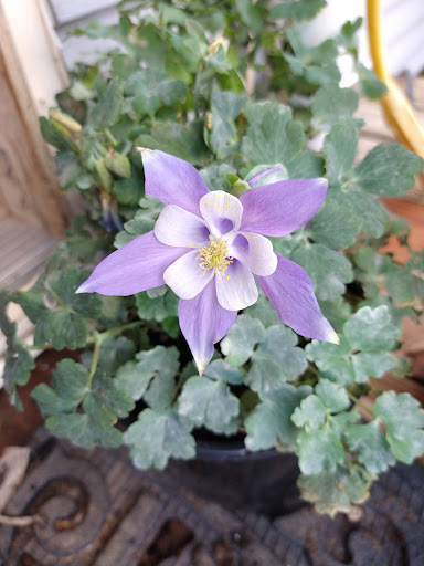 Home Improvement Store «The Home Depot», reviews and photos, 16420 Washington St, Thornton, CO 80023, USA