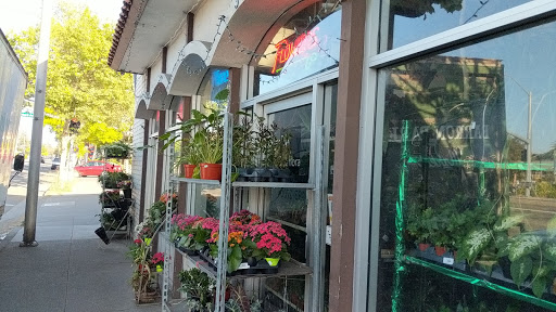 Florist «Barron Park Florist», reviews and photos, 3876 El Camino Real, Palo Alto, CA 94306, USA