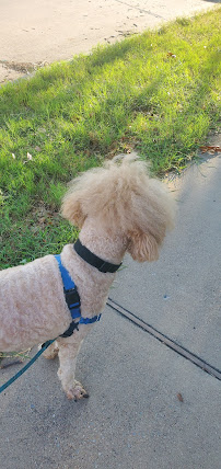 Lucky Paws Pet Lodge - Photo 6 - Car repair in Allen, TX, Allen