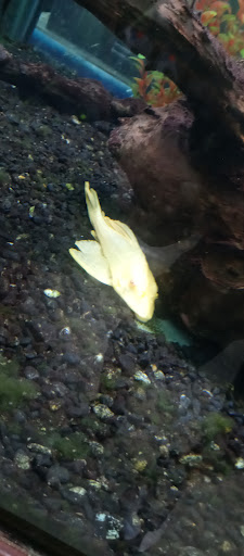 Pet Store «Leesburg Pet Center», reviews and photos, 959 N 14th St, Leesburg, FL 34748, USA