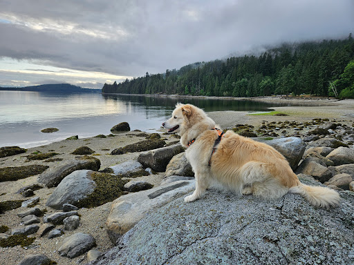 Central Veterinary Clinic image