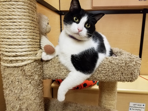 Pet Supply Store «PetSmart», reviews and photos, 1203 N Landing Way, Renton, WA 98057, USA