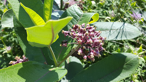 National Park «Herbert Hoover National Historic Site», reviews and photos, 110 Parkside Dr, West Branch, IA 52358, USA