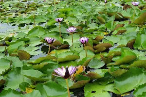 Chaloem Phrakiat Lotus Park image