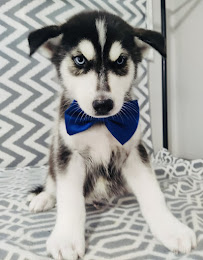 All Breed Pet Grooming - Photo 6 - Car repair in Brownsville, TX, Brownsville