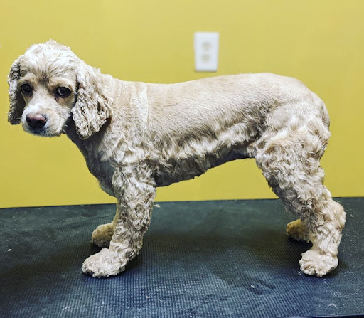 Honeybee Dog Grooming