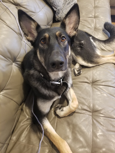 Pet Supply Store «Pet Supplies Plus», reviews and photos, 1206 W Dundee Rd, Buffalo Grove, IL 60089, USA