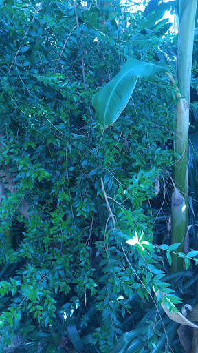 Tourist Attraction «Anna Scripps Whitcomb Conservatory», reviews and photos, 900 Inselruhe Ave, Detroit, MI 48207, USA