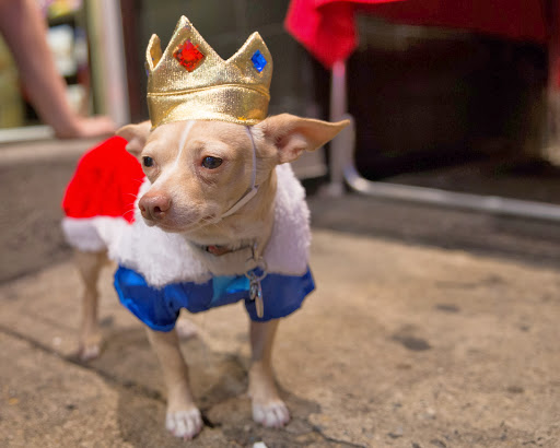 The Pet Snobs Boutique, 534 S 4th St, Philadelphia, PA 19147, USA, 