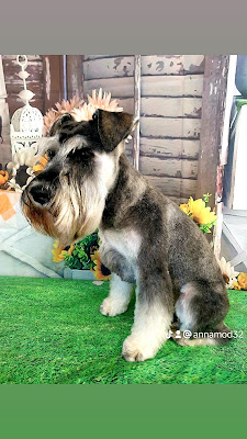 SONGO dog & cat grooming