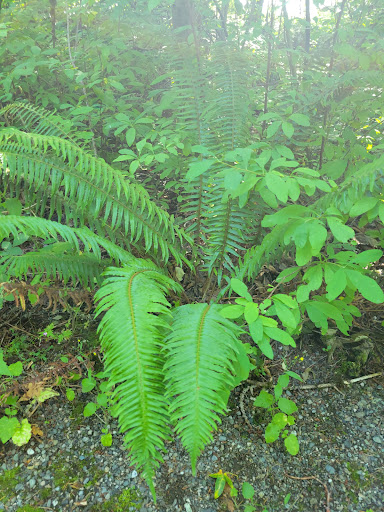 Park «Lake Geneva Park», reviews and photos, 34429 46th Ave S, Auburn, WA 98001, USA