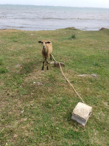 Banquet Hall «Tosca Marquee», reviews and photos, 4034 E Tremont Ave, Bronx, NY 10465, USA