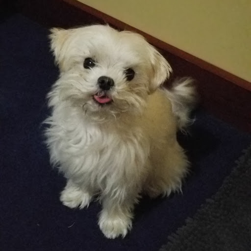 Pet Supply Store «PetSmart», reviews and photos, 2940 Chapel Hill Rd, Douglasville, GA 30135, USA