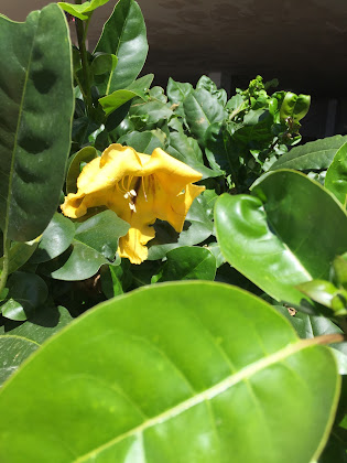 Plats et boissons hôtels Apartamentos Gran Amadores 35130 Mogán