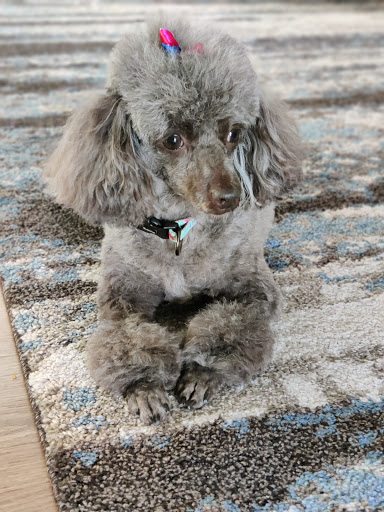 Linda's House of Grooming