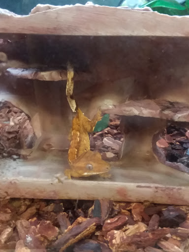 Pet Supply Store «Petco Animal Supplies», reviews and photos, 975 NW Gilman Blvd E, Issaquah, WA 98027, USA