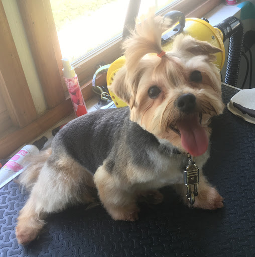 Pet Groomer «Precious Paws Pet Grooming», reviews and photos, 1807 Franklin St, Michigan City, IN 46360, USA