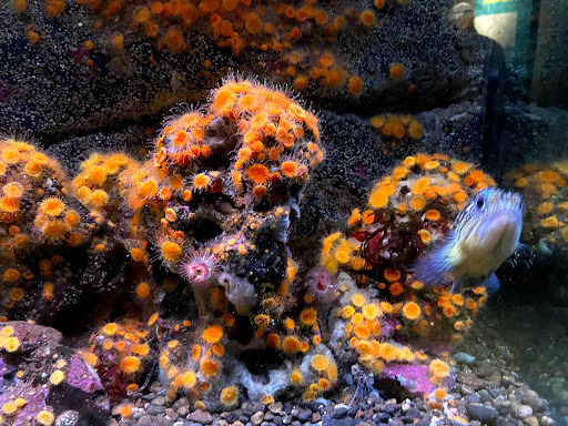 Gift Shop «Seattle Aquarium Gift Store», reviews and photos, 1483 Alaskan Way, Seattle, WA 98101, USA